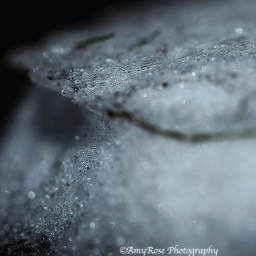 Icy Dicey