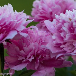 Lilacs And Peonies